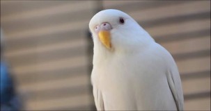 En İyi Beyaz Muhabbet Kuşu Hangisi? Türler, Özellikler ve Seçim Rehberi